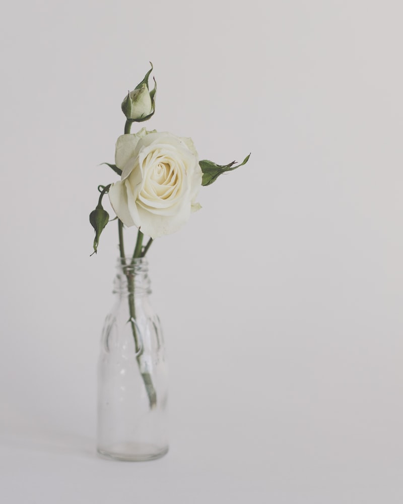 Rose, source of rose water hydrosol